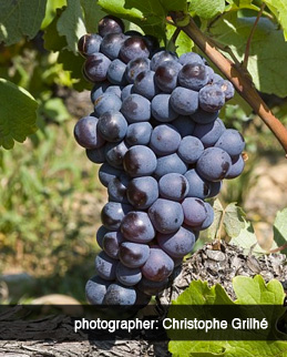 grapes growing on vine