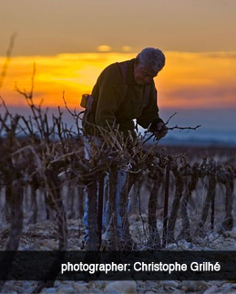 man pruning grape vines